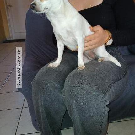 Photo 1/1 Chien retrouvé Trouvé à Mainvilliers