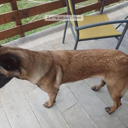 Photo 1/2 Chien retrouvé Perdu à Mirabel