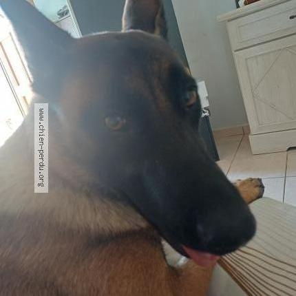 Photo 2/2 Chien retrouvé Perdu à Mirabel