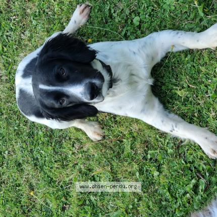 Photo 1/1 Chien retrouvé Trouvé à Audrieu