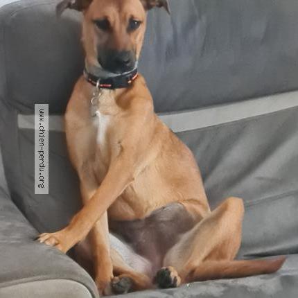 Photo de chien perdu à Clonas Sur Vareze