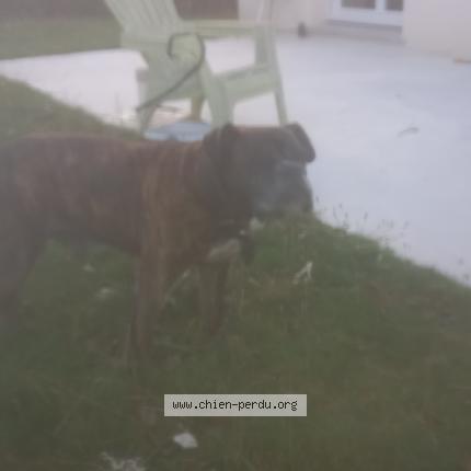 Photo de chien trouvé à Lampaul Plouarzel