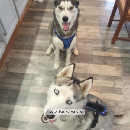 Photo 1/1 Chien retrouvé Perdu à Gaudonville