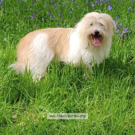Photo de chien perdu à Bois Guillaume