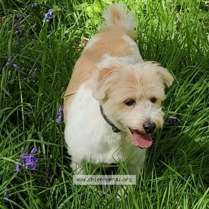 Photo 2/2 Chien retrouvé Perdu à Bois guillaume