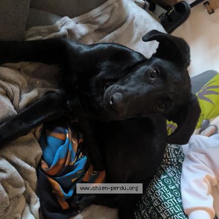 Photo 1/1 Chien retrouvé Perdu à Provins