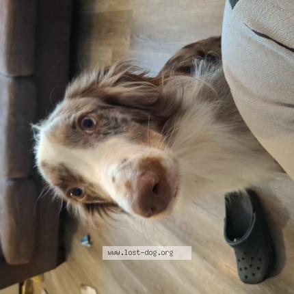 Photo 1/1 KC Chien perdu à Des moines