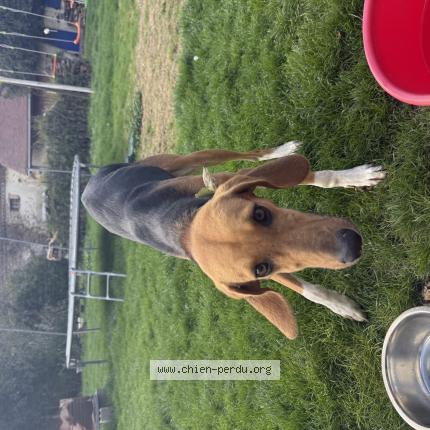 Photo 1/1 Chien trouvé Trouvé à Coutansouze