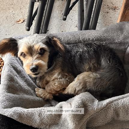 Photo de chien trouvé à Beny