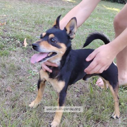 Photo de chien trouvé à Joue Les Tours
