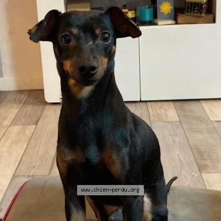 Photo de chien perdu à Le Grau Du Roi