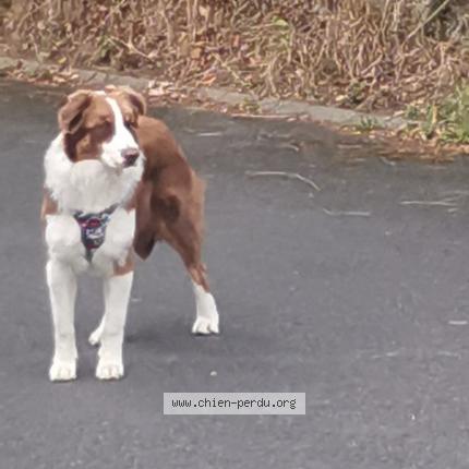 Photo 1/1 Chien retrouvé Trouvé à Mantallot