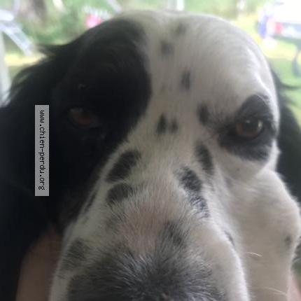 Photo 1/1 Skek Chien perdu à Beaulieu sur dordogne