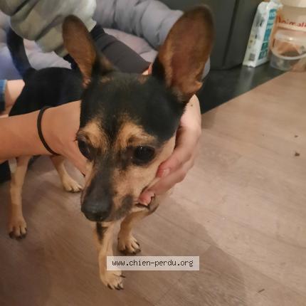 Photo de chien trouvé à Chauvigny