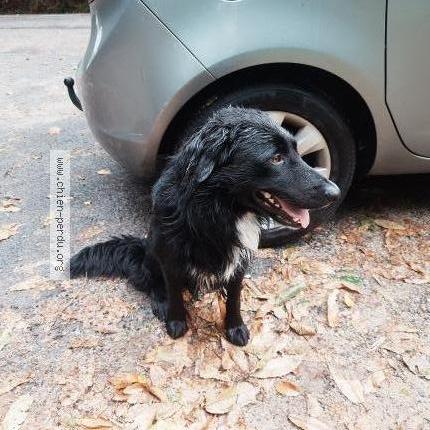 Photo de chien trouvé à Guilligomarc H