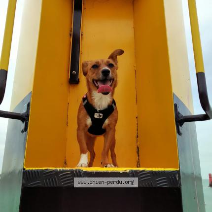 Photo 1/1 Chien retrouvé Perdu à Saint calais
