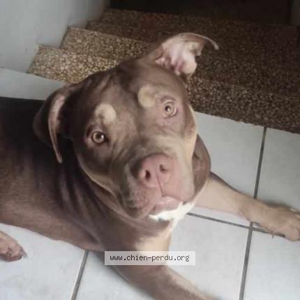 Photo 1/1 Daisy Chien perdu à Ille sur tet