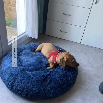 Photo 1/1 Chien retrouvé Perdu à Houdain