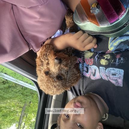 Photo 1/1 rosie Chien perdu à Pickerington