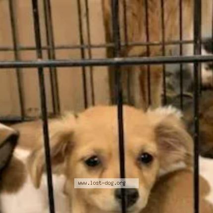 Photo 1/1 Chien trouvé Trouvé à Desert hot springs