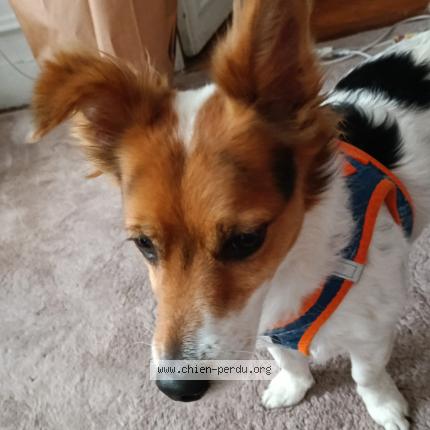 Photo de chien trouvé à Paris