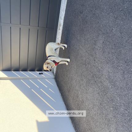 Photo 1/1 Chien trouvé Trouvé à Argeles gazost