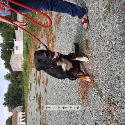 Photo de chien trouvé à Saint Pardoux Soutiers