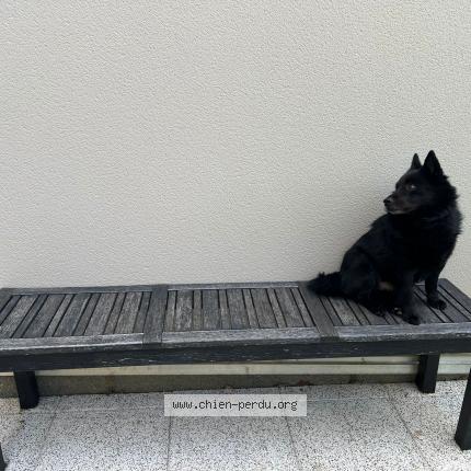 Photo 1/1 Chien retrouvé Perdu à Ormesson sur marne