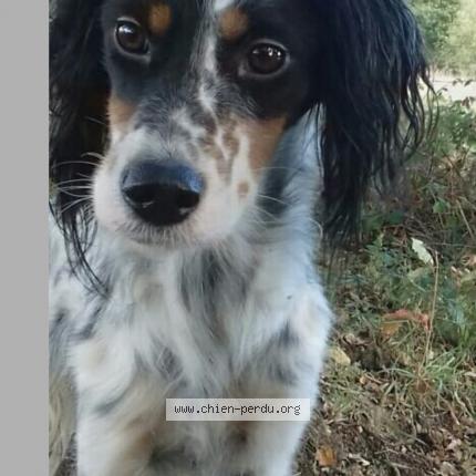 Photo de chien perdu à Saint Jean De Daye