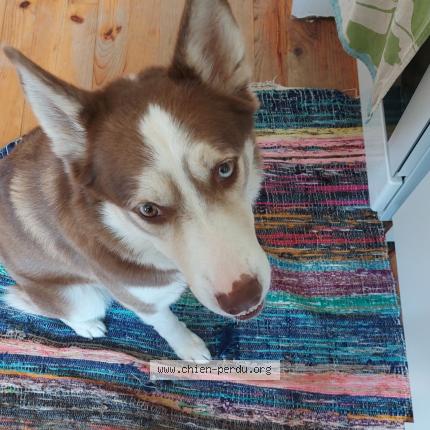 Photo 1/1 Chien retrouvé Perdu à 69210 st pierre la palud