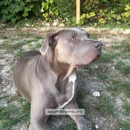 Photo 1/1 Chien retrouvé Perdu à Montevrain