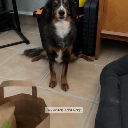 Photo 1/1 Chien retrouvé Perdu à Le lardin saint lazare