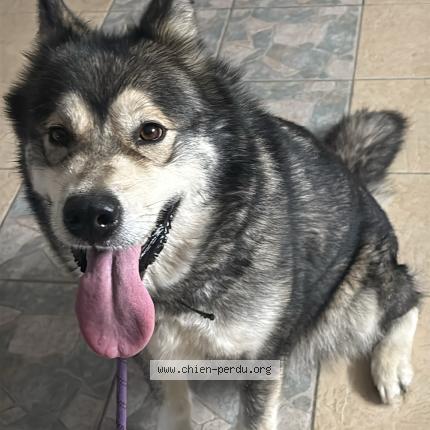 Photo 1/1 Chien retrouvé Trouvé à Melicocq