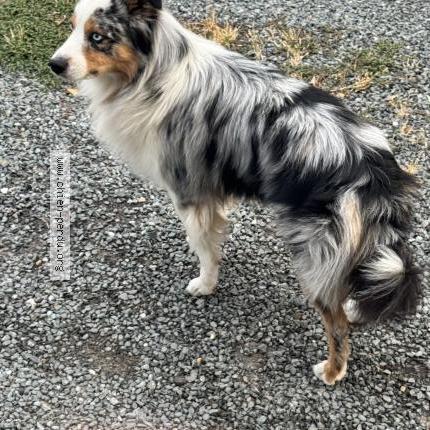 Photo 1/1 Chien retrouvé Perdu à Merignac