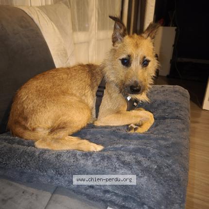 Photo 1/1 Chien retrouvé Trouvé à Charleville mezieres