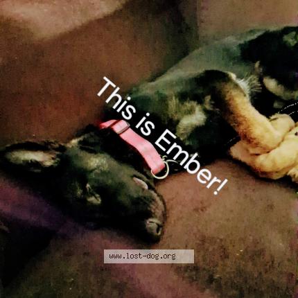 Photo 1/1 EMBER Chien perdu à Wichita