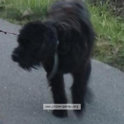 Photo 1/1 Chien retrouvé Perdu à Tabanac