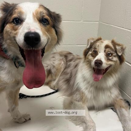 Photo 1/1 Bailey Finn Chien perdu à Bensenville