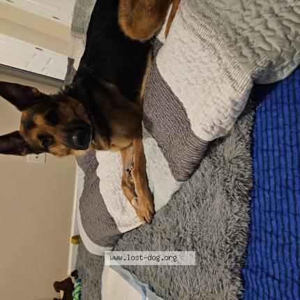 Photo 1/1 Chien trouvé Trouvé à Odenton