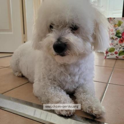 Photo de chien perdu à Challans