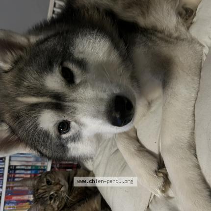 Photo de chien perdu à Bagnols Sur Ceze