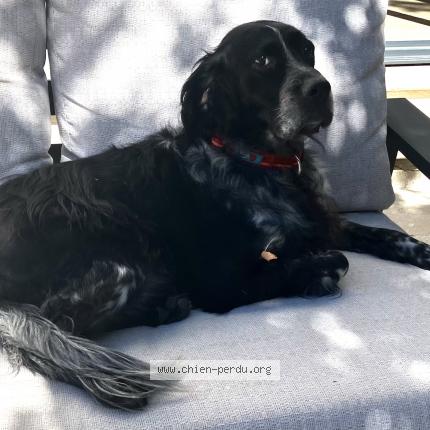 Photo de chien perdu à Rognes