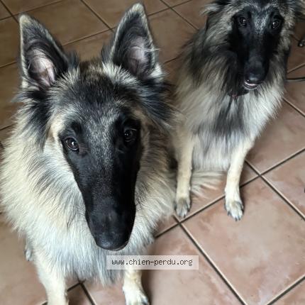 Photo de chien perdu à Condeon