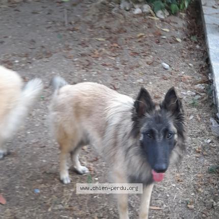 Photo de chien perdu à Condeon