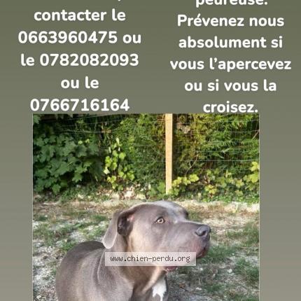 Photo de chien perdu à Montevrain