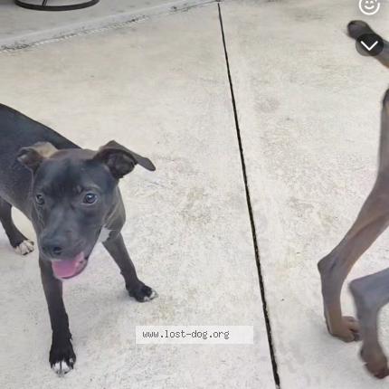 Photo de chien perdu à Allison Park