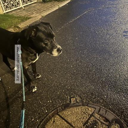 Photo de chien trouvé à Touquin