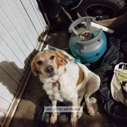 Photo 1/1 Chien retrouvé Perdu à Nueil sur layon