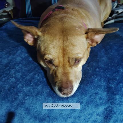 Photo 1/1 Ruthie Chien perdu à Mulvane