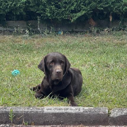 Photo 1/1 Chien retrouvé Perdu à Vence